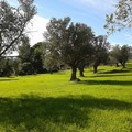 Xylella, probabile moratoria sui mutui degli olivicoltori