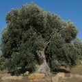 Xylella, dal Cnr di Lecce un prototipo per rilevare il batterio in tempo