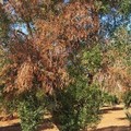 Focolaio Xylella in agro di Monopoli, Regione Puglia: «Subito eradicazioni delle piante infette»