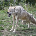 Lupi attaccano asini al pascolo ad Alberobello, l'allarme di Coldiretti