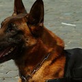 Scoperti con la droga dai cani poliziotto alla stazione di Bari, scatta il sequestro