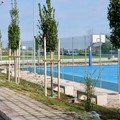 Arriva il verde intorno ai playground sportivi di Bari, Petruzzelli: «Piantati 60 alberi»