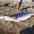 Bari, carcassa di squalo azzurro sul litorale di San Giorgio