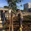 Bari, piantumati 47 nuovi alberi nei pressi del complesso scolastico di via Mitolo