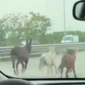 Tre pony e un asino in fuga sulla tangenziale di Bari: allarme sui social