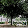 Casamassima, rissa in villa durante lo spettacolo per bambini. Aggrediti i volontari