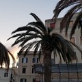 Bari, Carrieri: «Che succede alle palme della muraglia?»