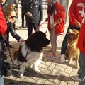 La Polizia Locale premia la Scuola Cani Salvataggio Nautico