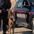 Casamassima, nascondeva droga in cantina. Pusher incastrato dal cane carbiniere Zilo