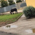 Non solo cinghiali al San Paolo, ora anche gli asini