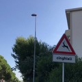 Bari, caccia agli ultimi cinghiali del San Paolo, un avvistamento ieri sera