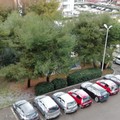 Addio primavera, Bari e l'entroterra si svegliano con la neve