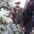 Triggiano (Bari), il fiuto del cane carabiniere Zilo trova la droga in casa di un 28enne