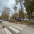 Bari, partita la potatura degli alberi nel quartiere Libertà