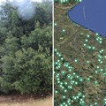 La Puglia terra di patriarchi verdi: 216 alberi monumentali nell’elenco Masaf, c'è anche Bari