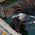 Cane caduto in una vasca di raccolta acqua, il salvataggio dei Vigili del Fuoco a Noicattaro