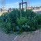 Nuove aiuole infestate da erbacce alte sul lungomare di Santo Spirito