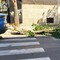 Paura a Santo Spirito: collassa albero su via Napoli