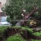 Maltempo a Bari, alberi caduti e tendoni divelti