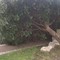 Giardino Mimmo Bucci, crolla un albero