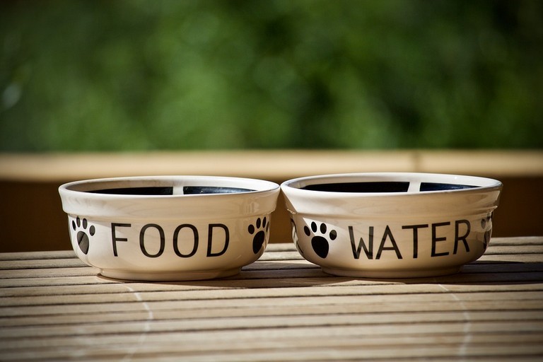 Alimentazione cani
