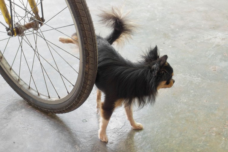 Obbligo della bottiglietta d’acqua per i proprietari di cani