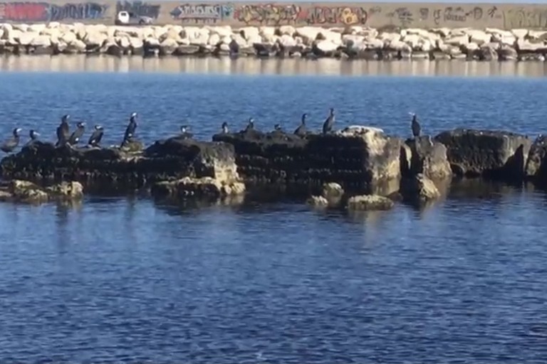 Cormorani sulla costa barese