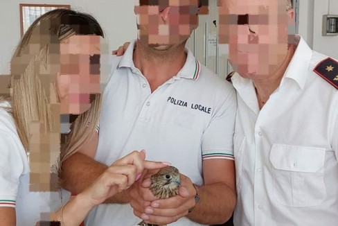 falchetto salvato dalla polizia locale