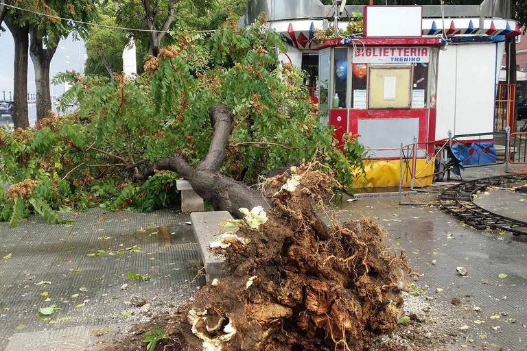 L'albero caduto in piazza Diaz. <span>Foto Comitato Salvaguardia Zona Umbertina</span>