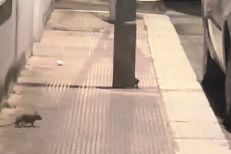 Ratto a Santo Spirito