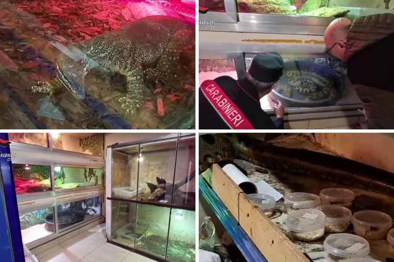 Rettilario clandestino