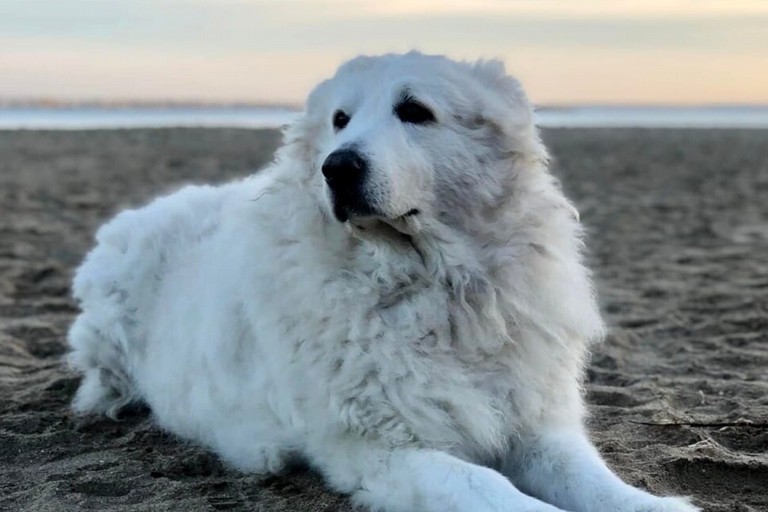 il cane henry