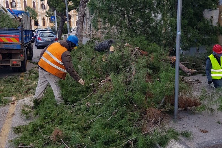 Il pino caduto sul lungomare