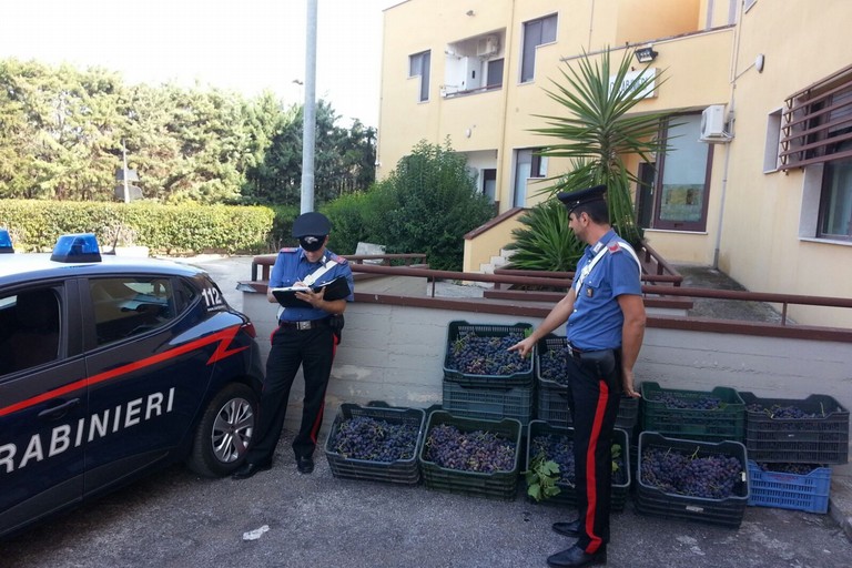 Carabinieri furto uva