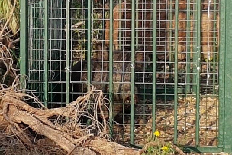 Cattura cinghiali bari san paolo