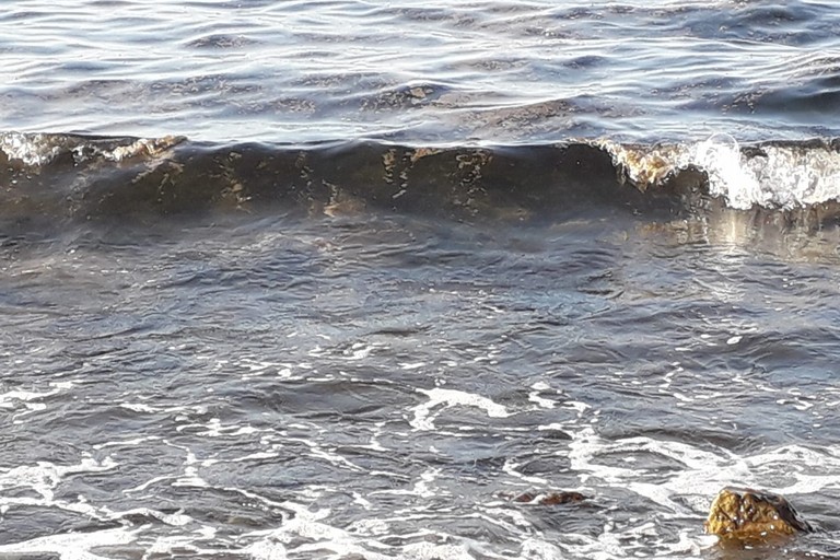 L'alga tossica nel mare di Torre Quetta