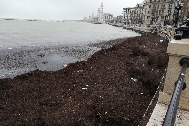 Il lungomare invaso dalle alghe