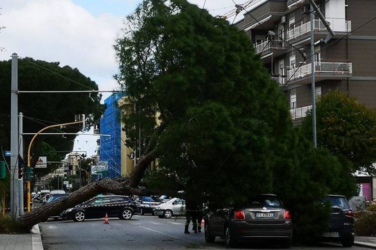 Albero caduto corso de Gasperi