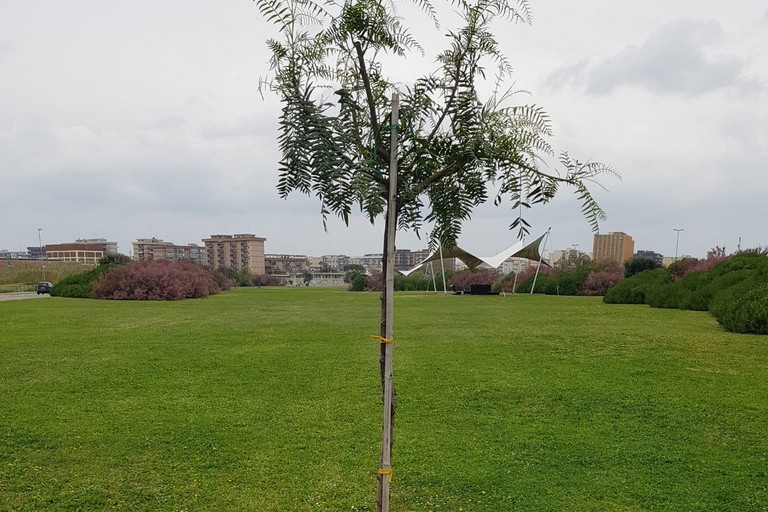 L'albero piantato da BariEcoCity