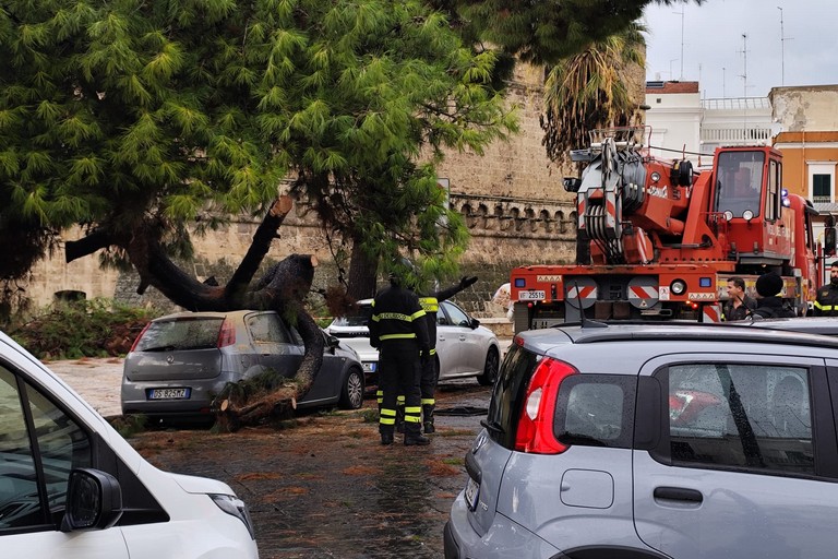 Albero caduto Bari