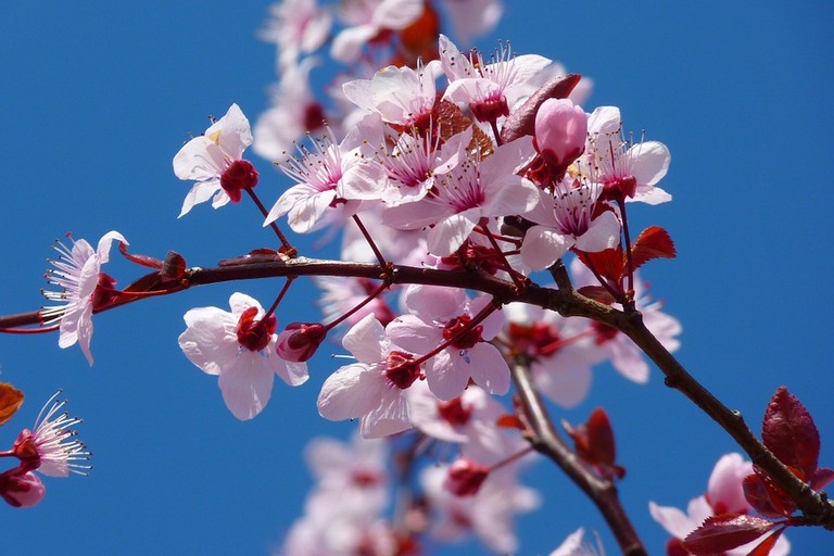 Mandorlo in fiore