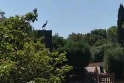 L'airone cenerino a parco 2 Giugno