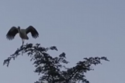 Una cicogna vola nel cielo di Conversano