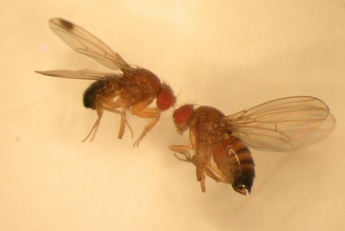 drosophila suzukii