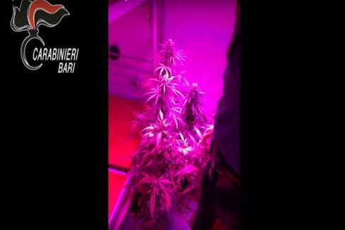 Il sequestro di una coltivazione di marjuana a Sannicandro
