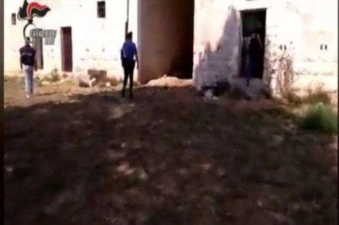 Pastori sfruttati in un'azienda agricola di Poggiorsini