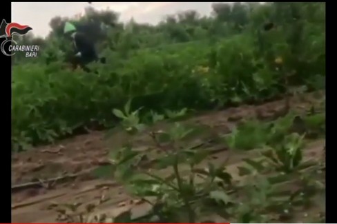 Arrestato imprenditore e  "caporale " a Noicattaro