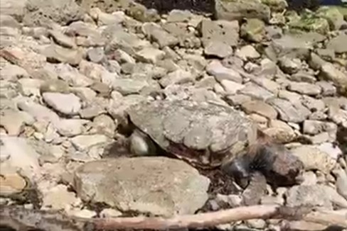Una tartaruga morta ritrovata a Palese