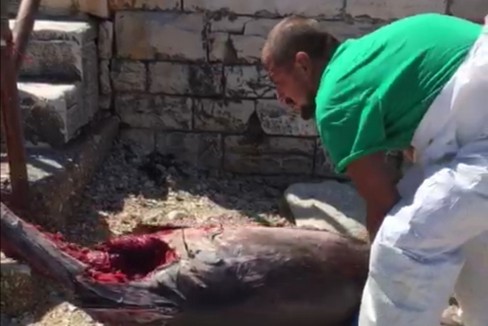 Un tonno ritrovato in spiaggia a Santo Spirito