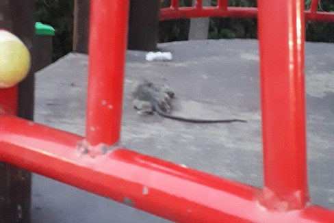 Topo morto nel parco Don Tonino Bello